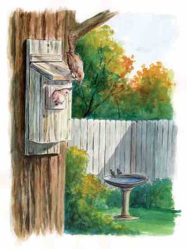 How to Build a Basic Birdhouse